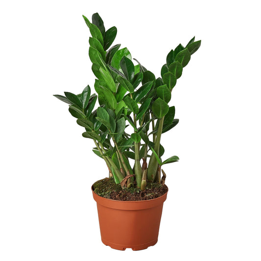 ZZ Plant | Live Plant for Indoor & Outdoor | for Living Room, Office, Bathroom | (6" Pot)