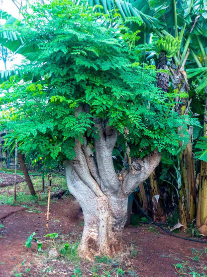 Moringa Tree Live Plant in 4 Inc Pot, 6"-12" Malunggay Drumstick Trees, Horseradish Herb Moringa Plants, Deciduous Tree