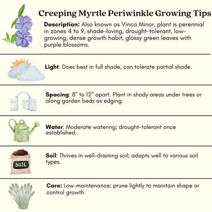 Clovers Garden Creeping Myrtle Periwinkle Plants - Two (2) Live Plants - Non-GMO - Each 4" to 8" Tall - in 4" Pots - Vinca Minor Perennial Ground Cover, Deer Resistant