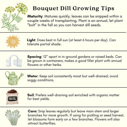 Clovers Garden Bouquet Dill Herb Plants – Two (2) Live Plants – Non-GMO - Not Seeds - Each 4" to 8" Tall – in 4" Inch Pots - Heirloom, Fragrant, Fast Growing