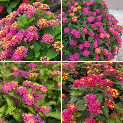 Set of 2 Lantana Plants Live, Trailing Lantana Plant, 4 to 6 Inch Tall for Planting Outdoors (Rose)