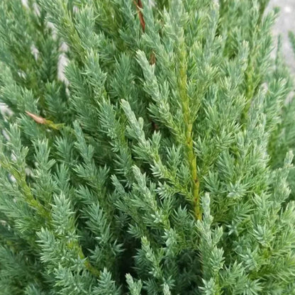 Plants by Mail Blue Point Juniper (Tree, Bush, Evergreen, Fragrant), 2.5 Quart
