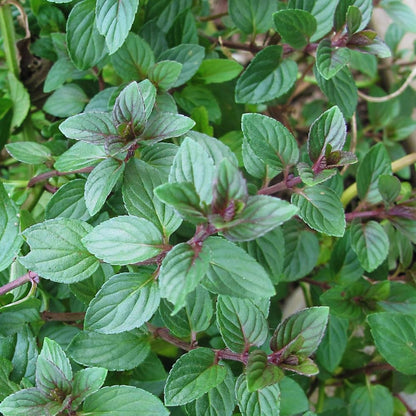 Mint Plant Live, 3 Chocolate Mint Herb Plants, 4 to 6 Inc Tall, Fragrant Perennial Plants for Gardening Outdoor, No Pot