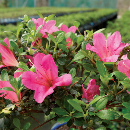 Brussel's Bonsai - Live Satsuki Azalea Bonsai Tree in Grower Pot, Outdoor Flowering Bonsai Tree Live Plant, 5 Years Old, 5-8 Inches Tall, Easy Care Plant for Patio Garden (Small)