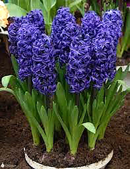 10 Aida Hyacinth Bulbs – Large 16-17cm Bulbs for Stunning Violet-Blue Blooms – Fragrant Spring Flowers Ideal for Gardens, Borders, and Containers