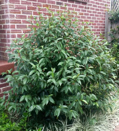Live Plant - Banana Shrub (Michelia Figo) - Live Plant - 3 Gallon Pot