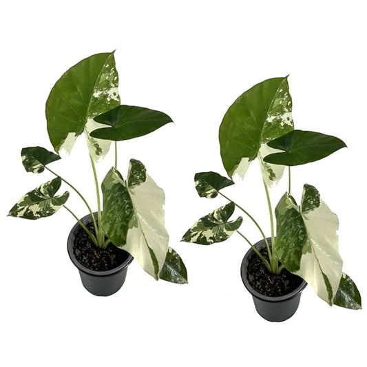 LEAL PLANTS ECUADOR Alocasia Macrorrhiza Variegated (Pack of 2),| Alocasia Live Plant, Variegated Live houseplant| Rare Indoor Plants, Perfect for Home Decor, Unique Gift for Plant Lovers