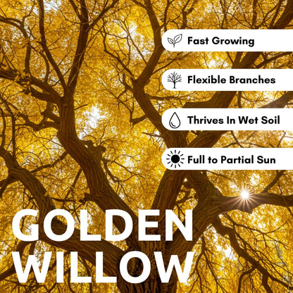 2 Golden Weeping Willow Trees - Ready to Plant - Live Plants - Beautiful Arching Canopy