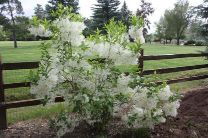 Live Plant - 2 White Fringe Trees/Shrubs - Live Potted Plants - 6-12" Tall - Quart Pots