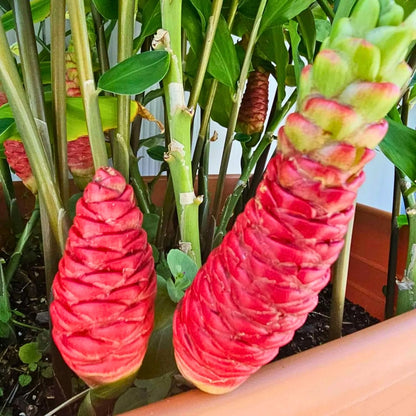 3 Shampoo Ginger Rhizomes for Planting, Live Awapuhi Shampoo Ginger Roots to Grow, Zingiber Zerumbet Fresh Ginger Plant Live