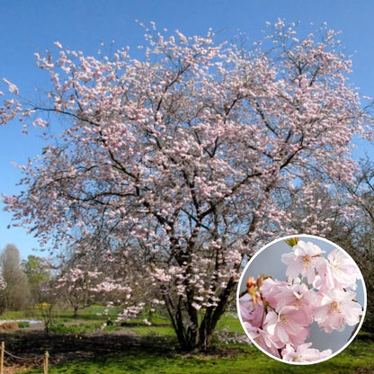 Cherry Blossoms Tree Live Plant, Flowering Cherry Blossom Perennial Bloom, 9 Months Old Trees, 6-12" in Tall