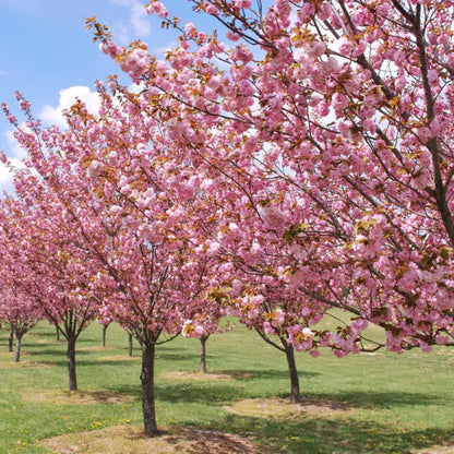 Cherry Blossom Tree, Live Ornamental Tree 6-12" Tall in Pot, Beautiful Spring Blooms for Outdoor Planting (Double Pink Cherry Blossom)