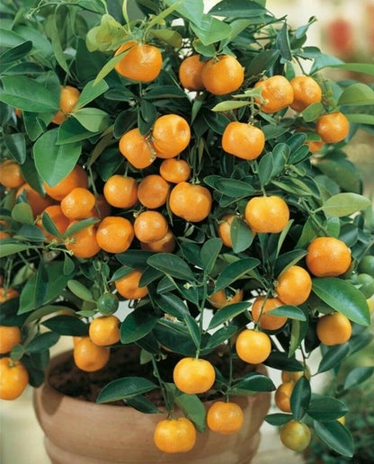 Live Plant - Calamondin/Calamansi Orange Tree - 26-30" Tall Live Plant, Gal Pot, Citrus mitis