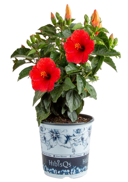 Costa Farms Live Hibiscus Plant - Red Tropical Outdoor Flowering Plant, 1 Gallon Grower Pot, 16-Inches Tall - Real Summer Flowers for Patio, Deck & Garden Decor - Hummingbird & Butterfly Attractor