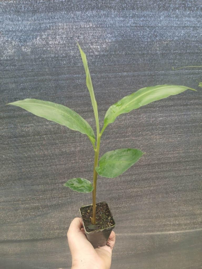 Live Shampoo Ginger Plant (Zingiber zerumbet) – 6" Tall Starter in 4-Inch Pot – Pinecone Ginger Lily – Fragrant, Ornamental, and Natural Hair Care – Indoor/Outdoor Exotic Tropical Plant