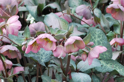 Perennial Farm Marketplace Helleborus Frostkiss® Penny’s Pink (Lenten Rose) Live Perennial, Size-#1 Container, Mauve Pink Late Winter to Spring Flowers with Marbled Evergreen Foliage