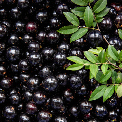 Black Jaboticaba Tree Live Plant, Jabuticaba Plant Starter 4-8 Inches, Brazilian Grape Tree for Outdoor Planting