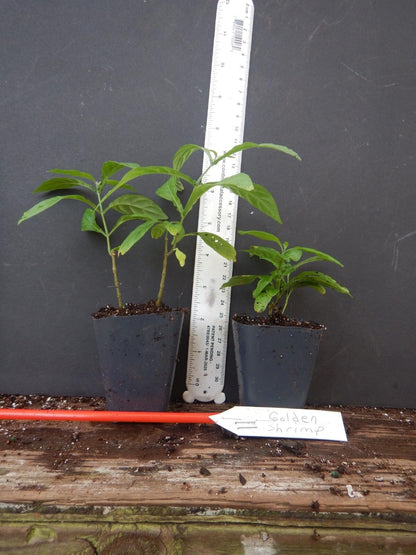 Live Plant - Golden Shrimp Plant Justicia Brandegeana, Pachystachys Lutea, Starter Plant!!