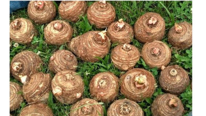 6 Live Colocasia Esculenta Elephant Ear Taro Gabi Kalo Eddo Bulbs #TSMN