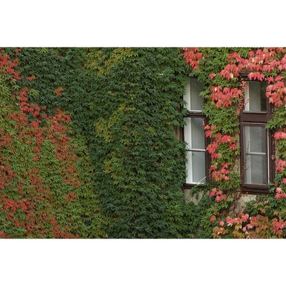 Boston Ivy Plant - Parthenocissus ticuspidata Veitchii - 2.5" Pot