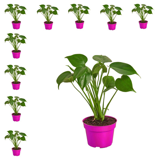 10 Pack Philodendron Monstera Split-Leaf in 6in Pot - Live Plants Tropical Houseplants | Variegated | USA Growers | The Snobby Leaf