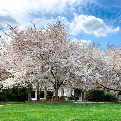 Cherry Blossom Tree, Live Ornamental Tree 6-12" Tall in Pot, Beautiful Spring Blooms for Outdoor Planting (White Cherry Blossom)
