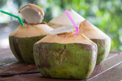 Live Dwarf Green Malayan Coconut Palm 6 to 12 inch Tall, Cocos nucifera Seedling for Planting, Sprouted Coco Plant Produces Edible Fruits, Ready to Grow