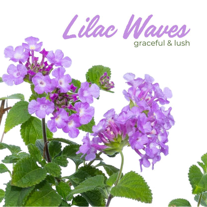 3 Purple Trailing Lantanas, Live Plants – Continuous Blooms, Thriving in 2.5” Nursery Cubes