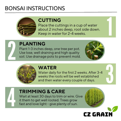 CZ Grain Bonsai Green Weeping Willow Tree Cutting - Thick Trunk Start, Dwarf Bonsai Material