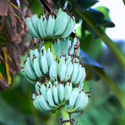 Banana Plant Live, Ice Cream Blue Banana Tree Live Plant, Hardy Banana Fruit Seedling 4 to 8 Inch Tall, Indoor Outdoor