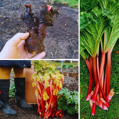 5 Large Rhubarb Plants Roots for Planting, Rhubarb Plants Live Roots for Planting, 3 to 5 Inc Tall, Backyard Gardens
