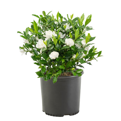 Gardenia 3 Gal. August Beauty Gardenia Shrub