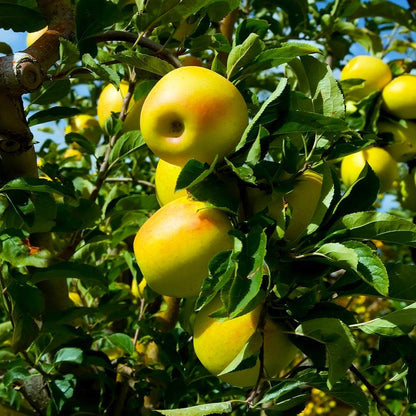 Brighter Blooms - Golden Delicious Apple Tree, 4-5 ft. - No Shipping to AK, AZ, CA, HI, ID, OR, WA