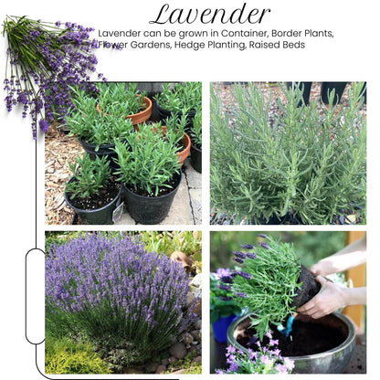 2 French Lavender Plants Live Outdoor Indoor, in 4" Pots, Cold Hardy Fragrant Perennial Herb for Garden and Landscape, 4-8 Inch Tall