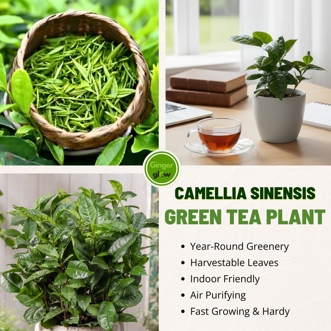 Camellia Sinensis Live Plant | Camellia Plant | Tea Leaf Plant 4 Inch Tall | Compact Evergreen Shrub for Containers, Courtyards, Garden Borders & Outdoor Landscaping
