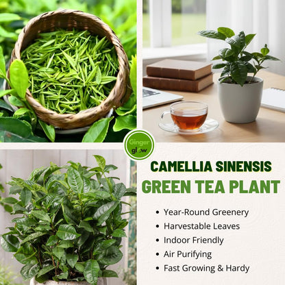 Camellia Sinensis Plant Live 4 Inch Tall | Evergreen Tea Plant | Ideal for Patio Containers, Garden Beds, Hedge Planting & Landscape Use