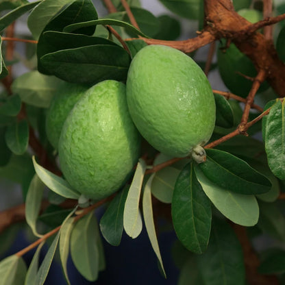 3 Pineapple Guava Live Plants, Pineapple Guava Fruit Trees 4-7 Inches Tall to Grow