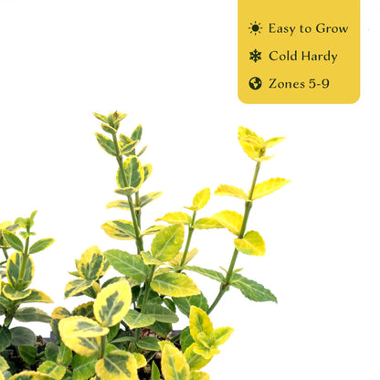 6 Green ‘n’ Gold Euonymus – Variegated Evergreen Shrub for Groundcover, Borders & Low Hedges (Euonymus fortunei ‘Emerald ‘n’ Gold’) in 3.5″ Cubes, Live Plants