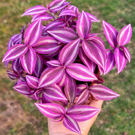 4 Pink Paradise Wandering Jew Cuttings for Growing – Vibrant Pink & Purple Variegated Houseplant – Easy to Grow Indoor Trailing Plant, Tradescantia