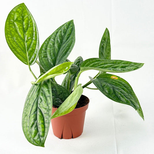 Monstera Peru Live Plant | Karstenianum Monstera Plants Sale | Rare Split Leaf House Plants | Houseplants for Indoor Outdoor Garden Gifts (Heat Pack Included)