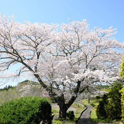 Cherry Blossom Tree, Live Ornamental Tree 6-12" Tall in Pot, Beautiful Spring Blooms for Outdoor Planting (White Cherry Blossom)