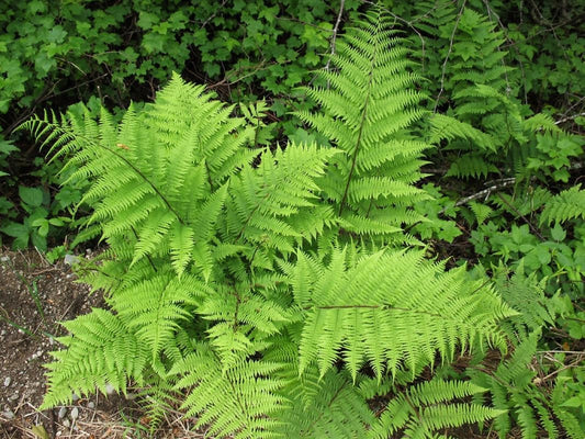 10 Lady Fern Plants Live, Live Fern Plants Outdoors, 10 Bare Roots for Gardening, Not Plant