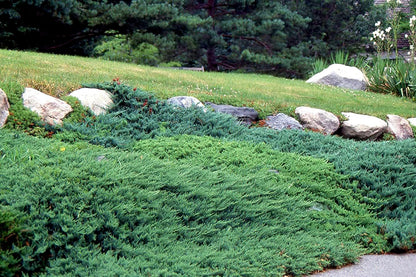 Juniper Andorra Compacta | 1 Live 4 Inch Pot | Juniperus horizontalis ‘Andorra Compacta’ | Low-Growing Evergreen Ground Cover | Drought-Tolerant Landscaping Plants