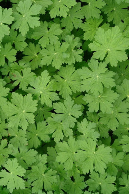 Perennial Farm Marketplace Geranium macrorrhizum 'Bevan's Variety' (Bigroot Geranium) Live Perennial, Size-Quart, Ground Cover, Spring Blooming Magenta Flowers, Zones 4-8