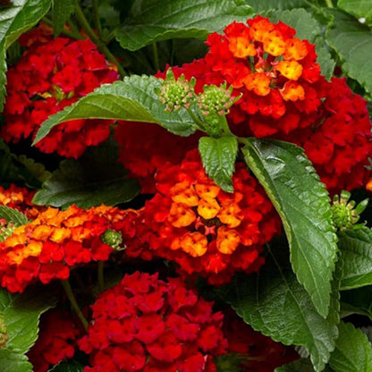 2 Red Lantana Plants Live Trees, Ready to Bloom, Hardy Long Blooming Seasons, Vibrant Colorful Perennial Fragrant, 5-10" in Tall, Full Sun Growing