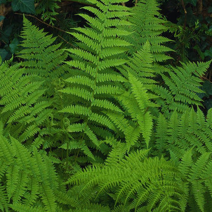 5 Roots of Ostrich Fern, Fern Plants Live, Live Fern Plants, Fern Plant Seedlings, Fern Rhizomes for Planting, 5 Roots