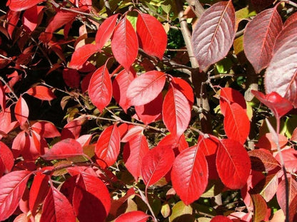 Blackhaw Viburnum Shrub - 10-16" Tall Live Plant - Quart Pot - Black Haw Viburnum Bush Seedling - Edible Berries - Viburnum prunifolium