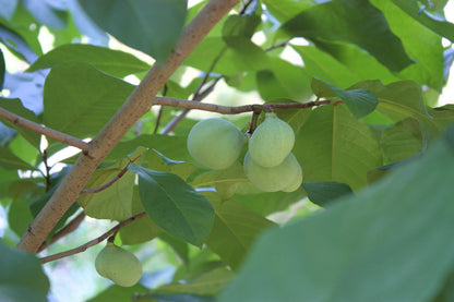 Pawpaw Seeds for Planting 10 Seeds Paw Paw Tree (Asimina Triloba)