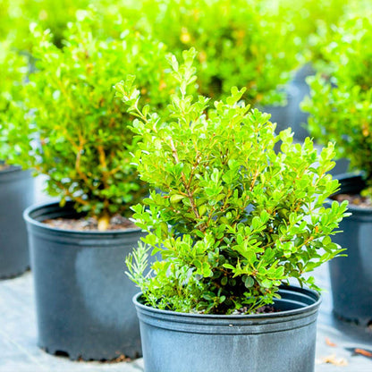Japanese Boxwood 1 Gallon