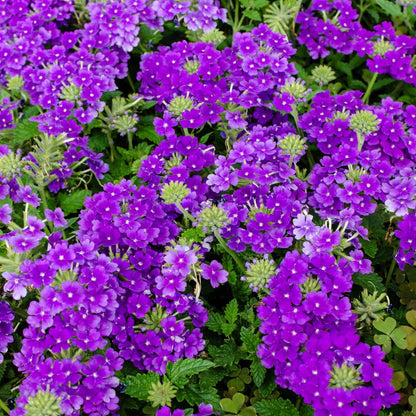 2 Purple Verbena Plants Live for Planting, Colorful Blooming Flower Plant, Verbena Live Plants, 5 to 7 Inc Tall